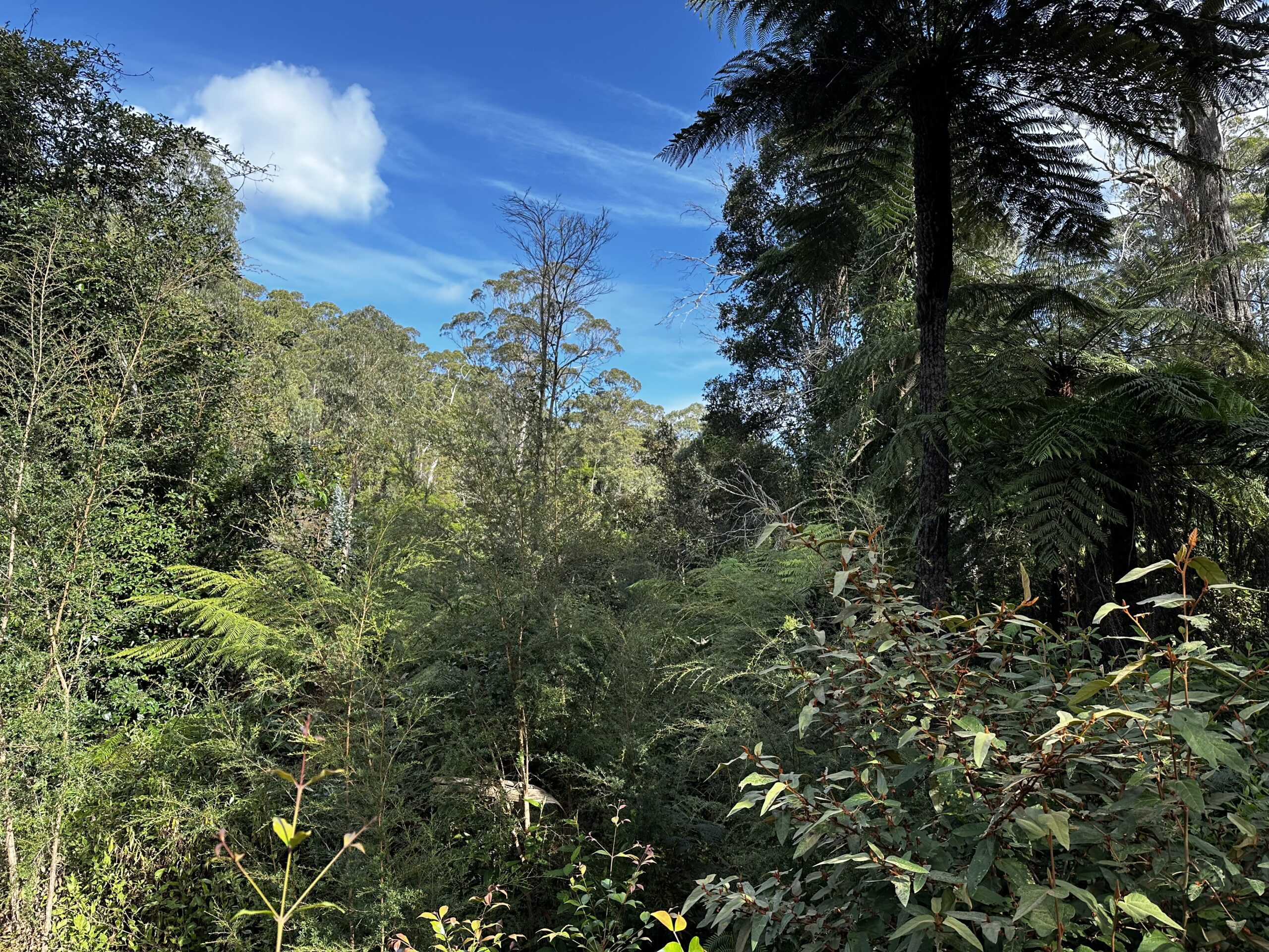 River-flat eucalypt forest near Bemm